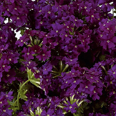 Verbena Vera Purple